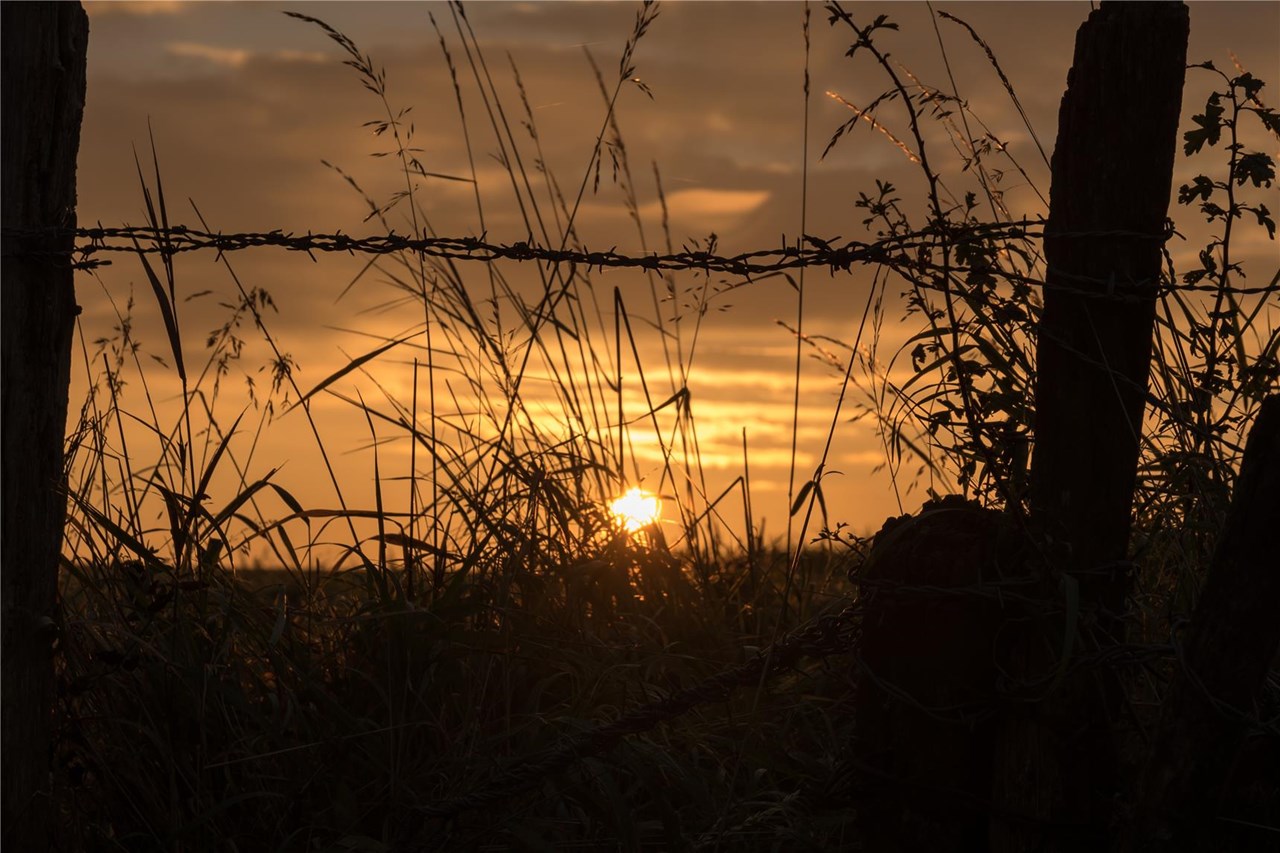 Wiese im Sonnenaufgang